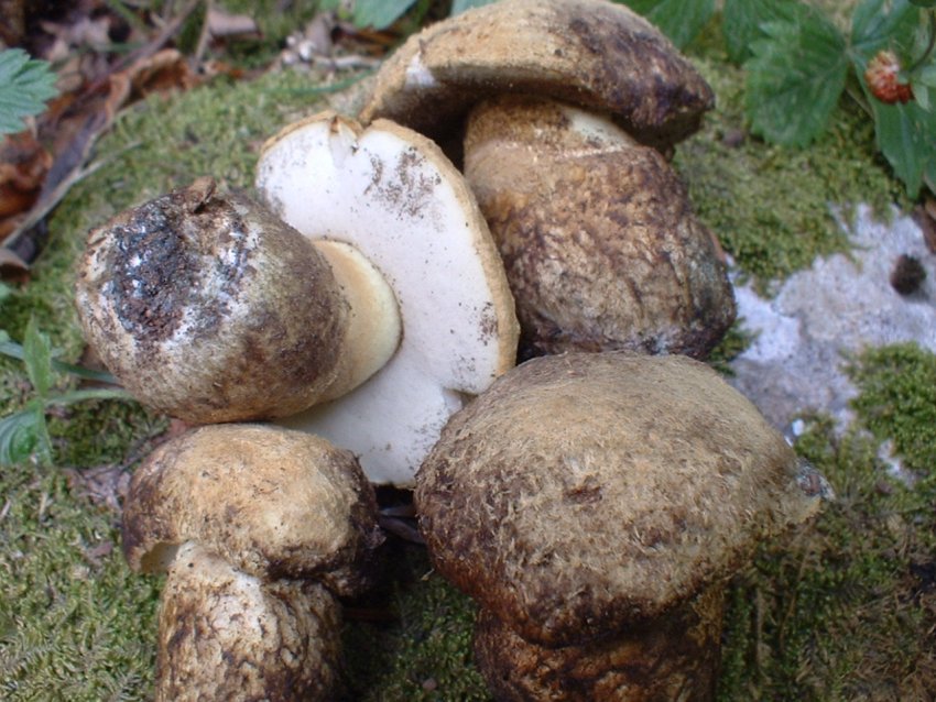 boletus albidus?